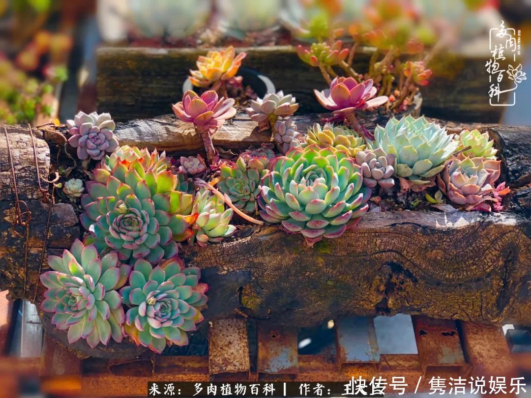 多肉遇上枯木木花盆，姑娘自己造！