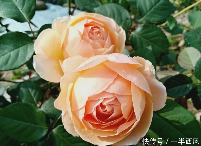 4种花养了就爆盆,好养易活开花漂亮,旺宅、招财好兆头