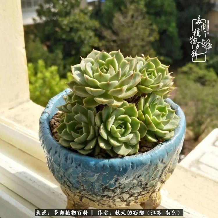 渡劫归来的肉肉,谁是谁的前世,谁又成了谁的今生