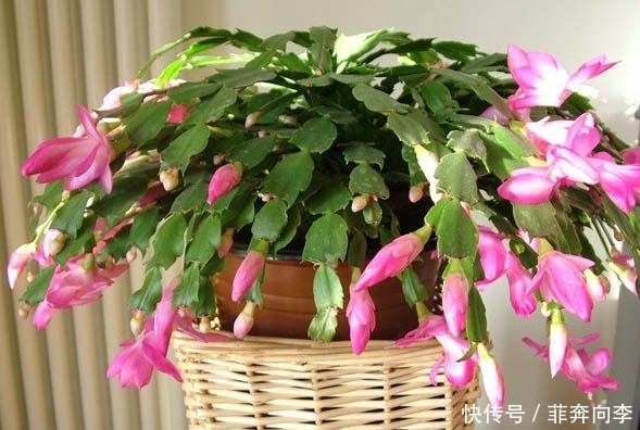 这7种花不浇水长的快,越浇水越养不活,看完还不赶紧停手吗?