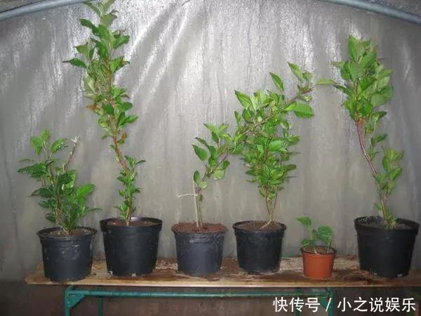 吃完这4种水果,我把籽扔花盆里,秒变小森林!