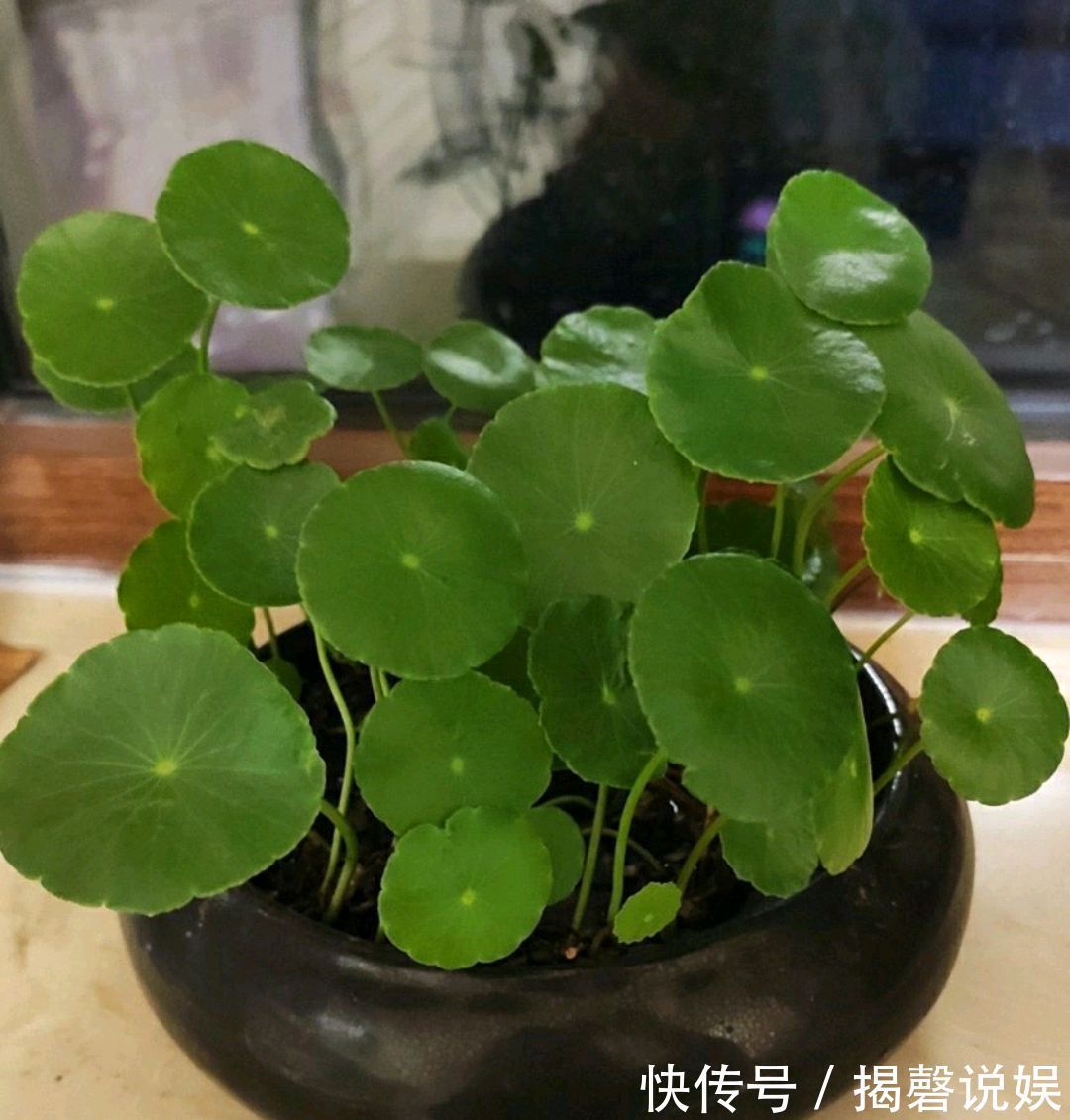 铜钱草开花是坏事剃个大光头，一个月后再次爆盆，叶片比拳头大