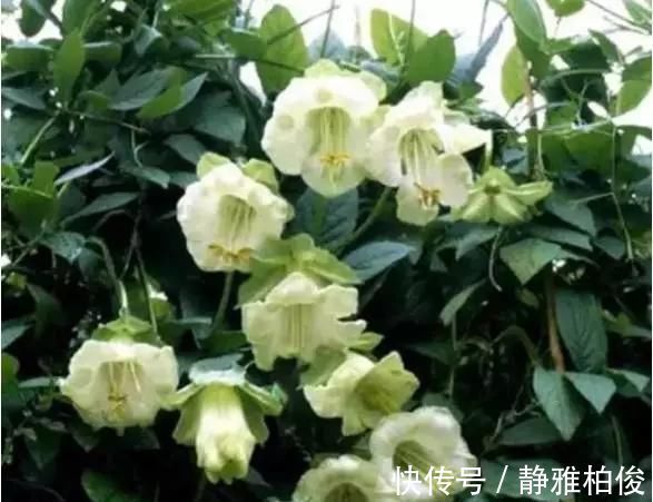 养护|这5种花种在家里一不小心就变成了花海