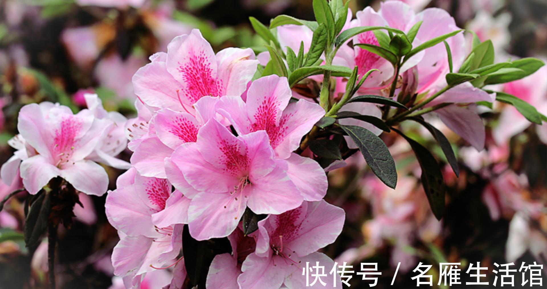 杜鹃花|进入三伏天,杜鹃花太难养,掌握3个养护策略,轻松度夏