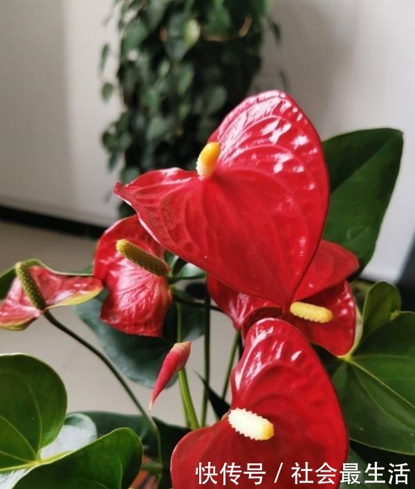 5种花,开花时间超长,养一盆一整年都开花!