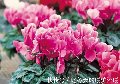 盆栽|室内养什么植物“风水”好?此6种盆栽,人养花,花亦养人