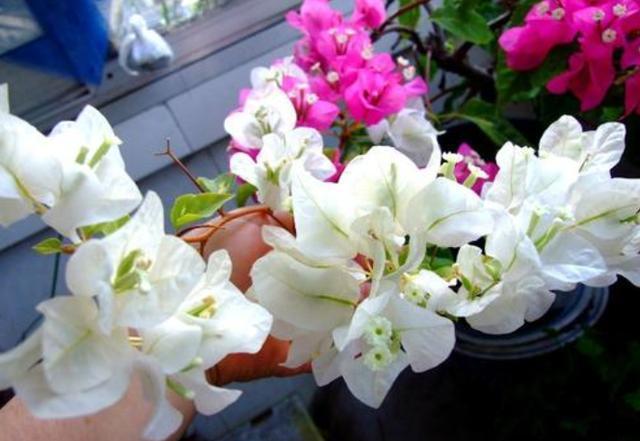 花卉|养花必备“磷酸二氢钾”,使用方法要正确,不然等于白用!