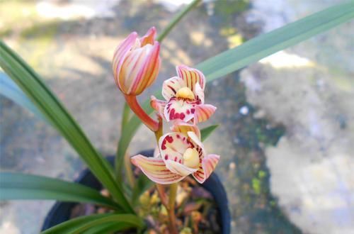  佳品|超美艳的3种花，观赏价值很高，种植容易，是盆栽佳品
