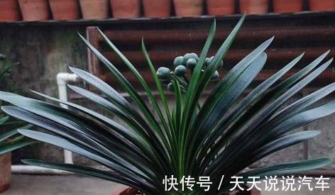 怎么养好君子兰,君子兰四季养护管理及注意事项