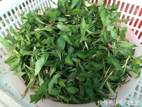 野生|这种红梗野菜,一到春天满山找,如今越来越少见,再不吃就成草