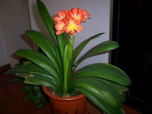 花肥|君子兰是个小馋猫,入秋后多用这3种零食,当花肥开花多