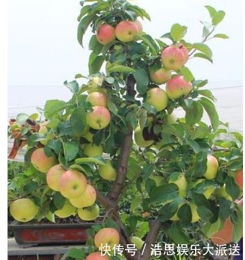 阳台|养花不如种植果树，这两种阳台果树，观花结果两不误，你养过吗