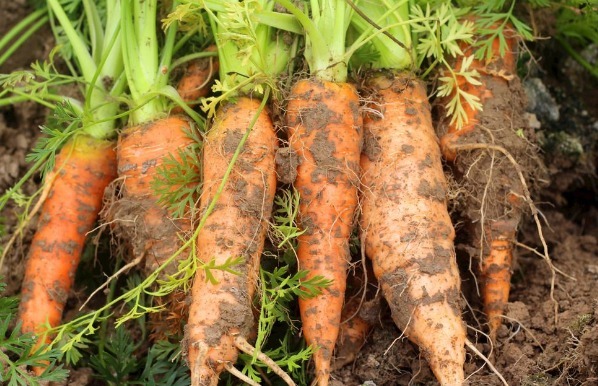维生素胡萝卜和此物一起煮，加快血液循环，眼睛不近视，告别失眠困扰
