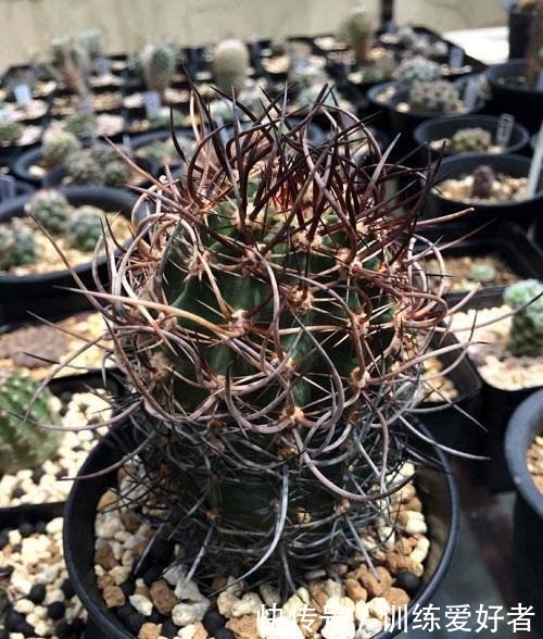 5种少见的多肉品种,个顶个的价格贵,不是多肉爱好者见都没见过!