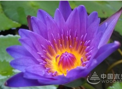 喜欢养花,不如养盆世界上最稀有的花睡火莲,爱情花,珍贵漂亮