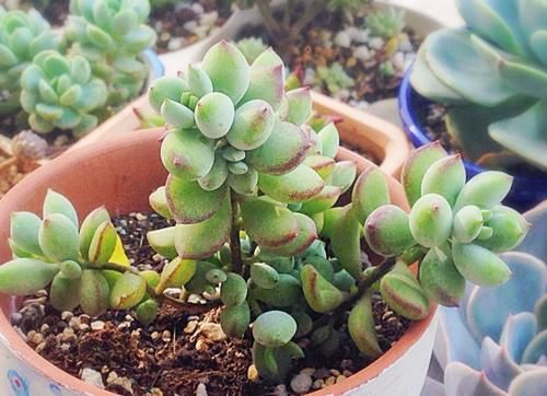 4月末，养殖多肉莫错过最后的换盆时机，操作得当1周就服盆