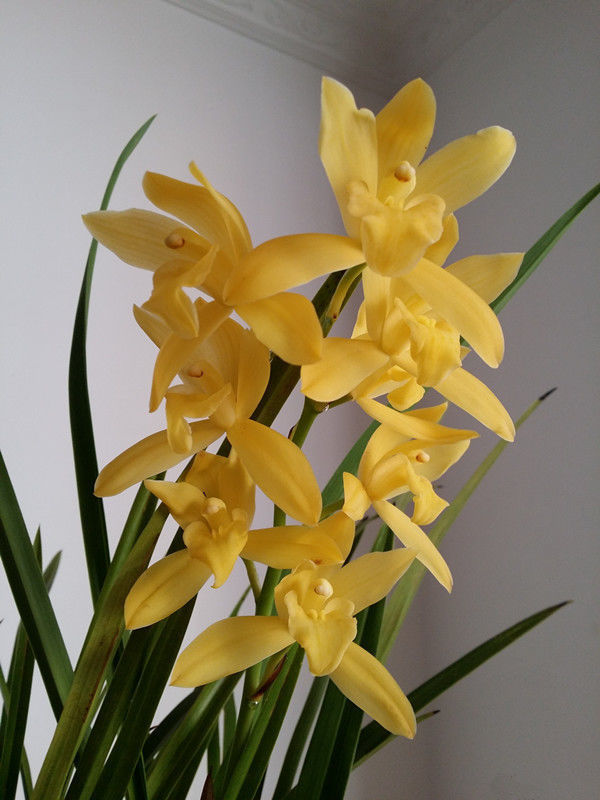 几种花常年开花易爆盆,被称为花卉界的劳模,适合阳台盆栽