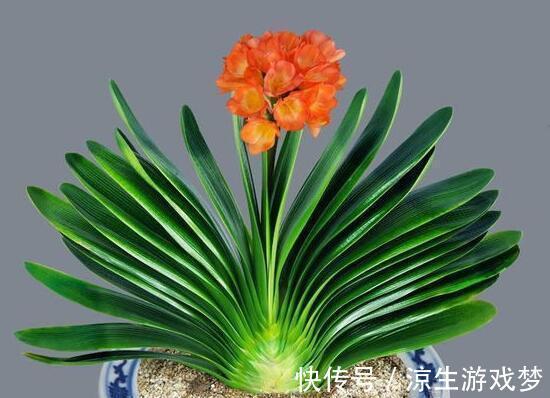 养花,瓜子壳的一个奇妙用途是减少土壤硬化的可能性