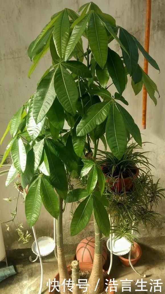 浇水|6种花,夏天一定要管住手,水一多就浇死,很多人不知道