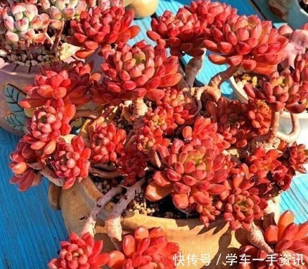浇水|8种多肉很普通，只要多见太阳，个个变成红颜色，人见人爱！