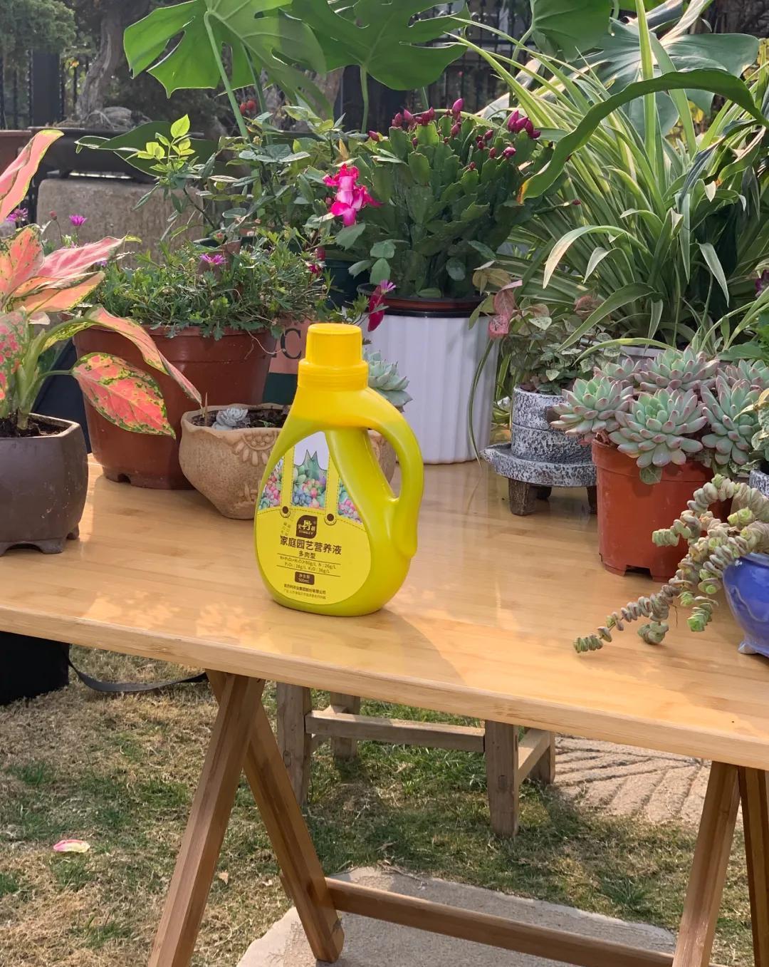 这5款花,不怕不浇水,就怕浇水多,特别适合懒人