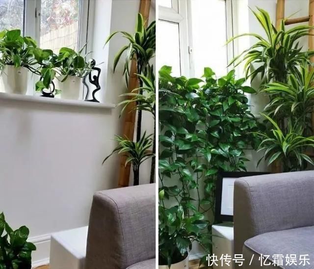 快枯死的绿植在大神手下起死回生,对比图超治愈又励志哇