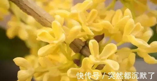 美丽的传说#桂花，就是最美秋日诗词