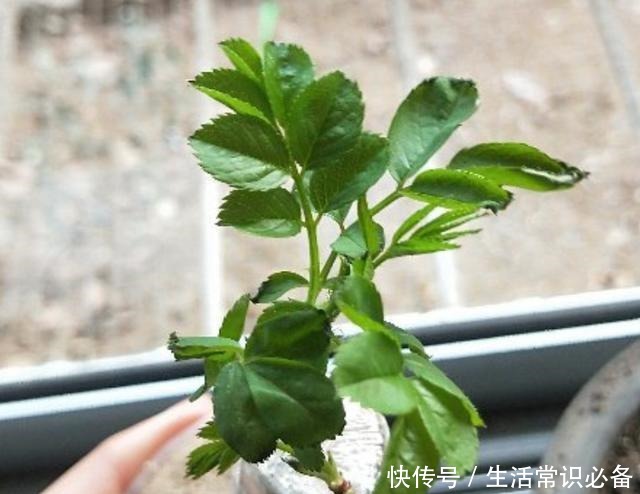 普通的月季苗，他养2年，变成一棵大花树，咋做到的！