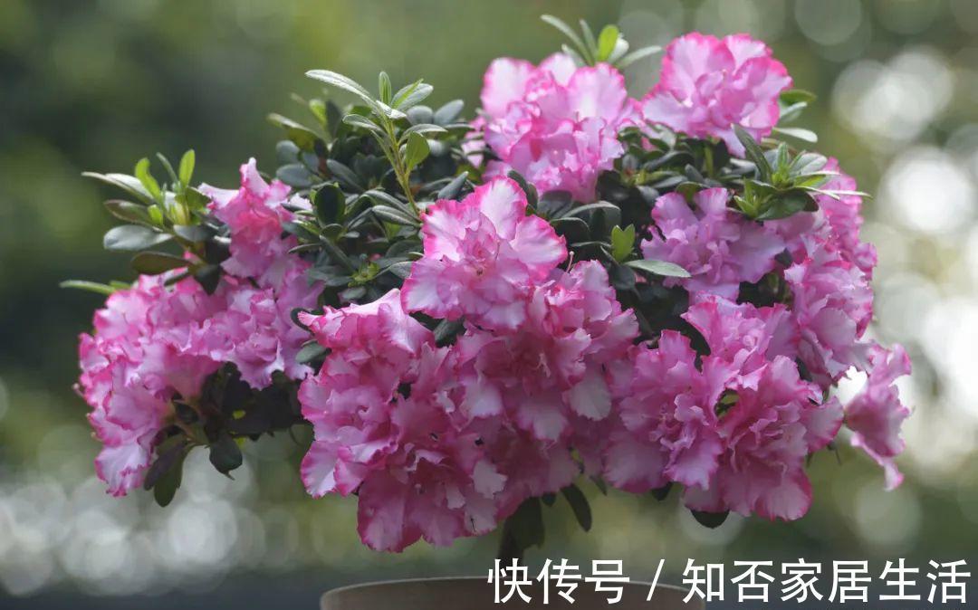 花苞|天热了，20种花最怕浇水，浇得越多，死得越快！