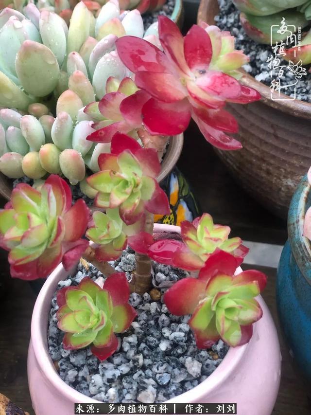 爱多肉，爱生活，我们是一群快乐的养肉人！