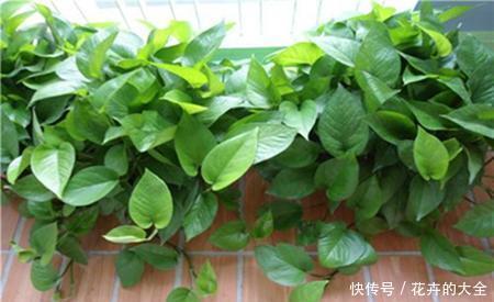 养花|人养花,花也养人,5种漂亮花,健康长寿又省心,是盆栽佳品!