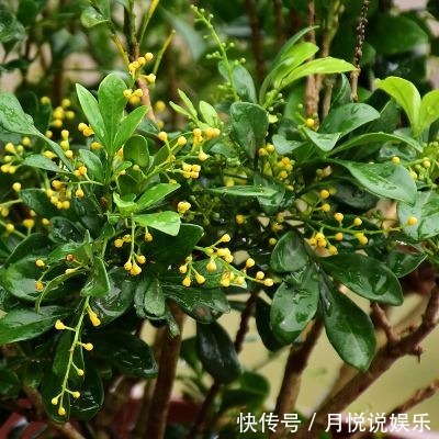 米兰哗哗掉叶子几种错误别再犯,不然秃的只剩杆!