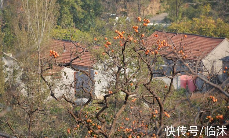 静怡|再游柿子沟