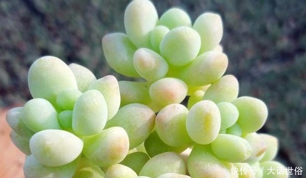 以下4种植物适合新手养,一个月不浇水照样长,懒人党的福音!