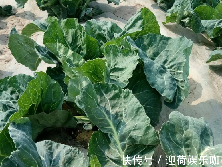 空盆养花土别闲着，种上这3样菜，观赏、食用两不误