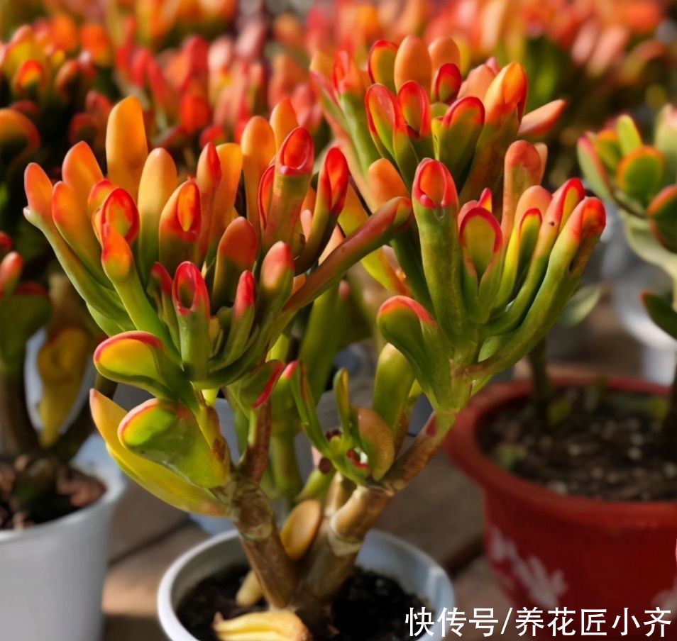 树形|不喜欢小型多肉？养这两种试试，养成树形老桩才好看，而且很好养