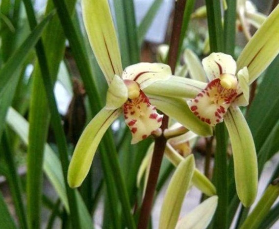 养殖小经验兰花长得好不好，不用羡慕别人啦，手把手教你养爆盆