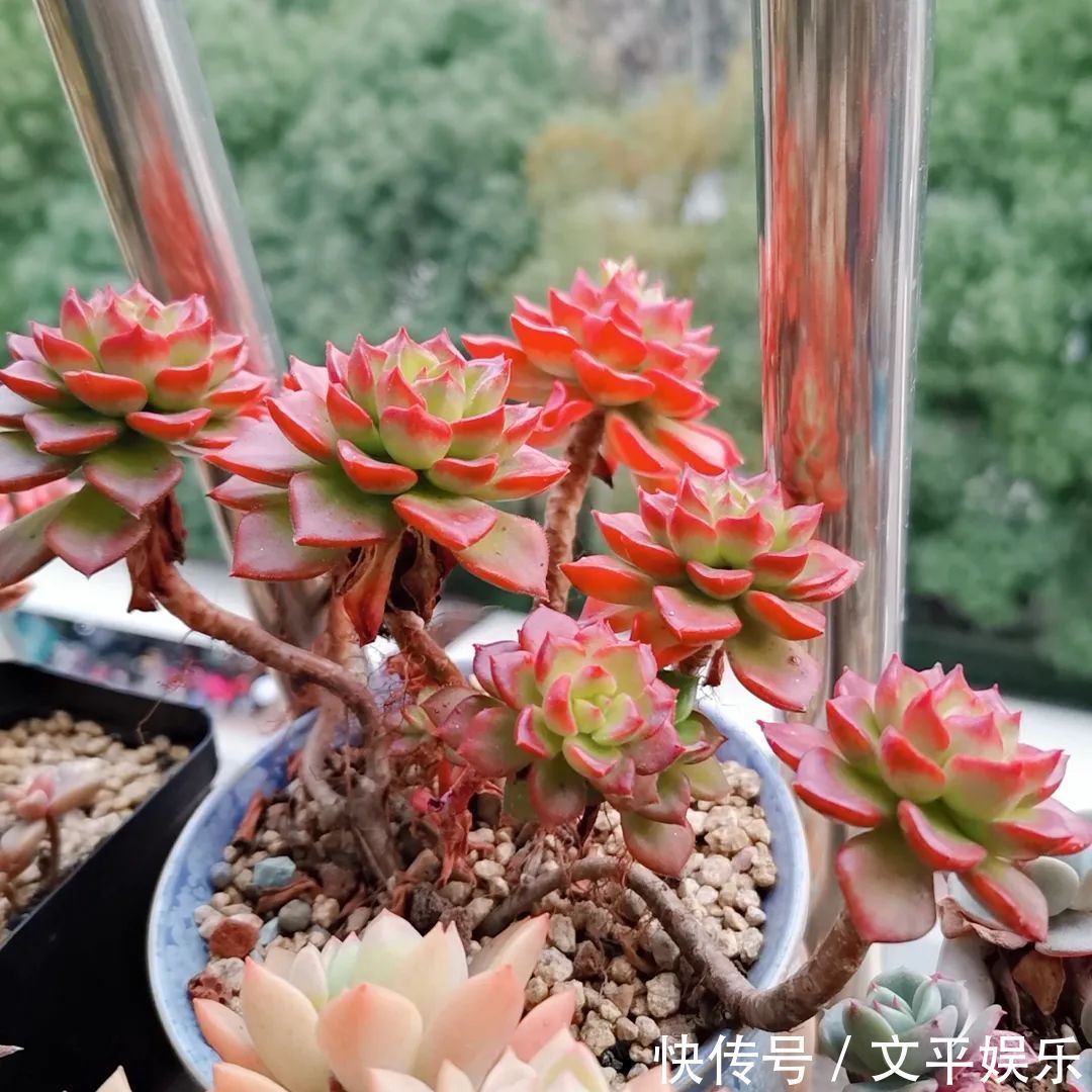 一组逆袭成功的多肉给它时间，它就会给你好看！