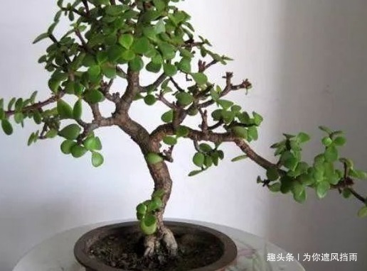 家养玉树长得慢学会这三个小技巧，轻松嫩叶铺满盆
