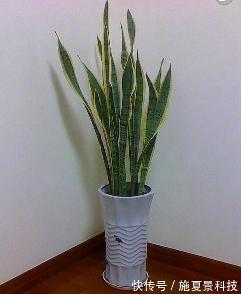 芦荟|这3种花宁神、促睡眠，“卧室”来一盆，不失眠、舒服睡整晚
