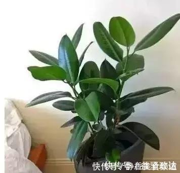 浇水|花卉换盆时,这些没做好,就等于白换了