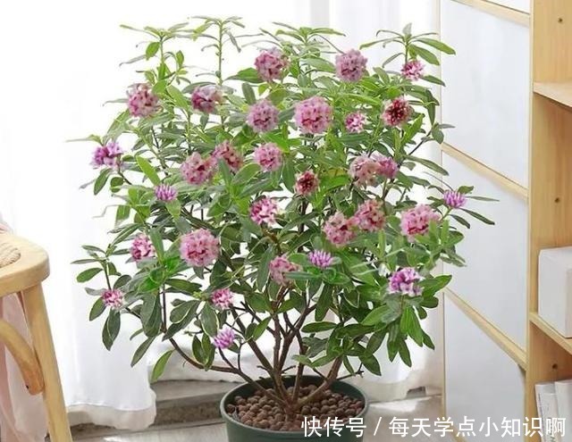 年底买花，选此6类花，大气又添彩！