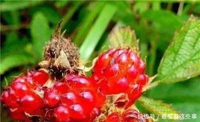 农村老人常说有毒不能吃,殊不知是“维C之王”,一斤可卖60元