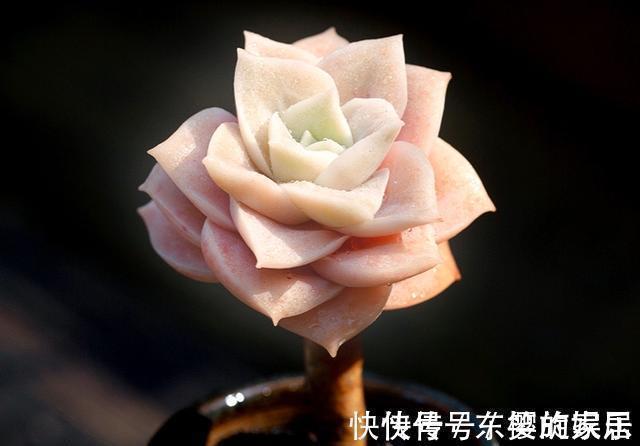 可爱玫瑰|养多肉也得会模仿,看看这颗可爱玫瑰的悬崖桩,我也想养成这样