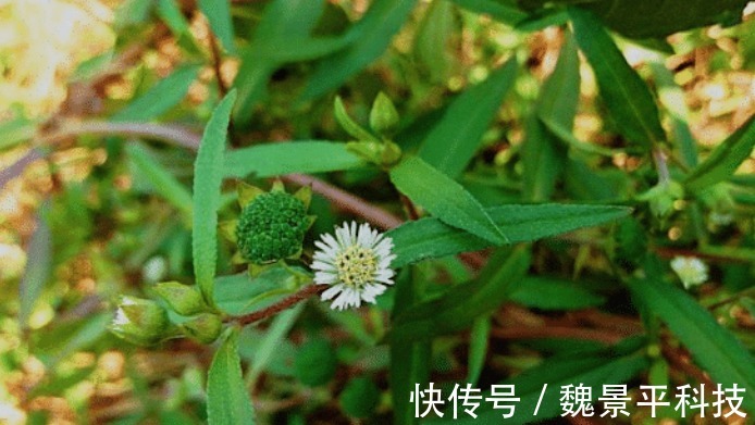 野草|此野草看似不起眼,却有生发之奇效,脱发人来了解一下吧!