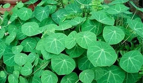 叶子像乌龟壳，做盆栽很漂亮，根部价值高，人称金不换，你认识吗