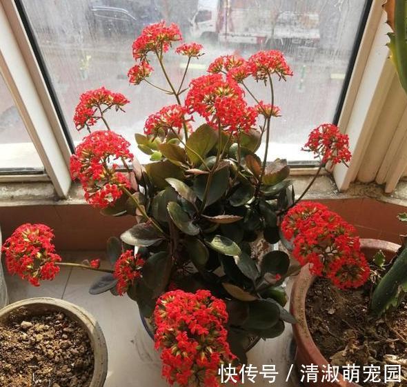 养花浇水是技术活:盆栽远离5种水,植物伤亡少、花友不走弯路