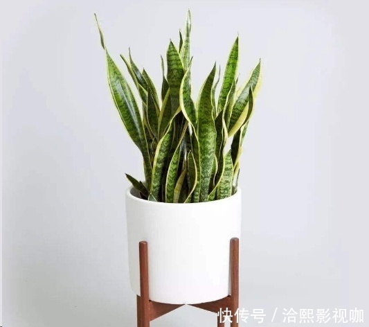 几种花最适合懒人养,勤快人养不过三个月就死!