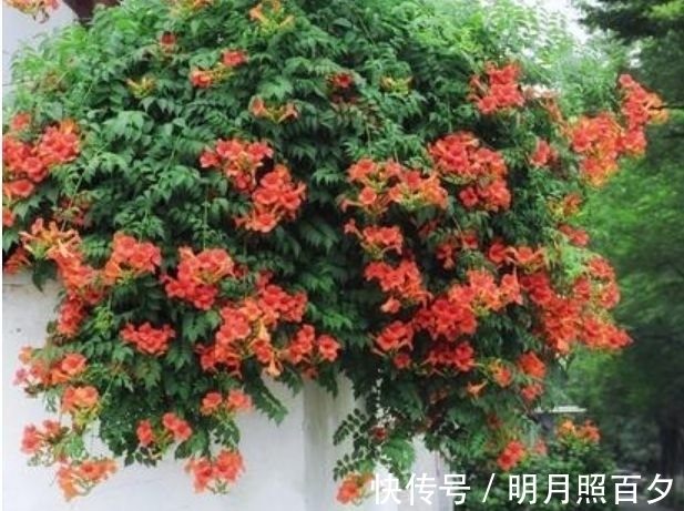 4种花养家里,满屋飘香,比香水还好闻,给你一片花海!