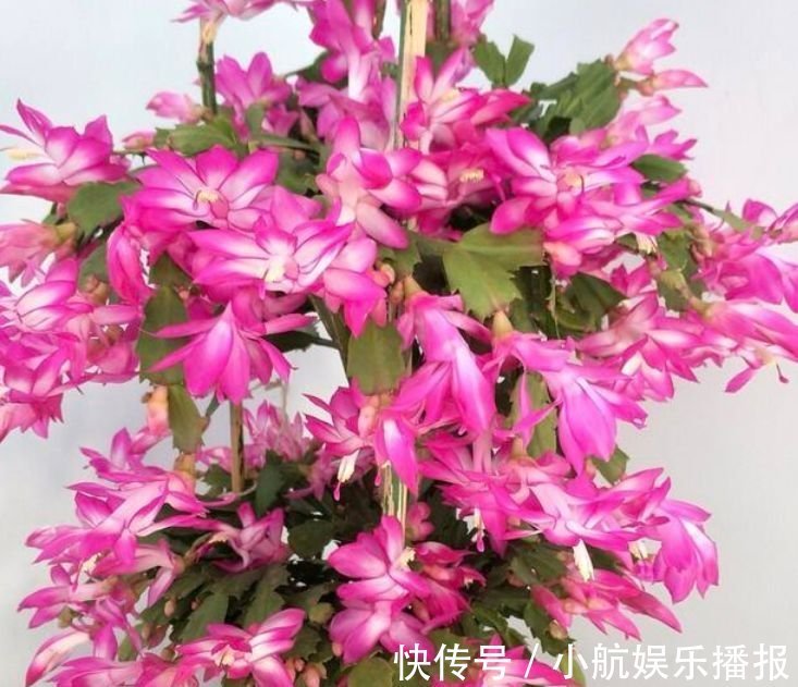 家养此款花卉,开花勤爱爆盆,好养又漂亮,随便一养成花海
